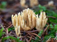 Hellbeige Korallenpilz Gruppe